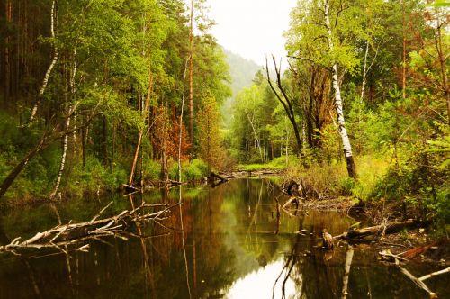 Trees Over Water