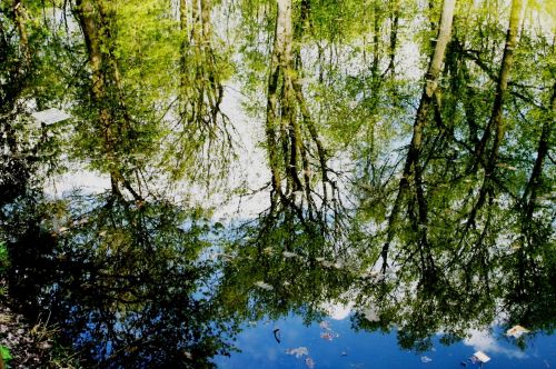 Trees Reflecting In Pond