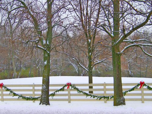 Trees, Snow, And Decorated Fence