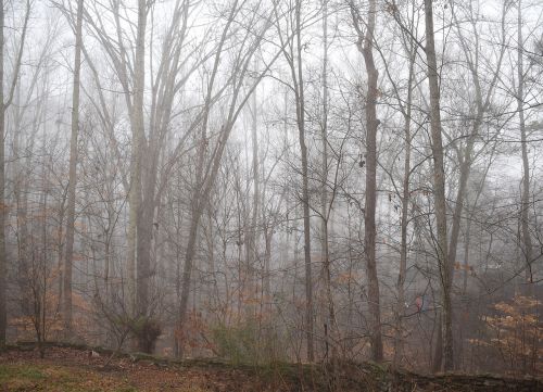 trees through the fog winter tree