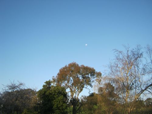 Trees With A Blue Sky Backdrop