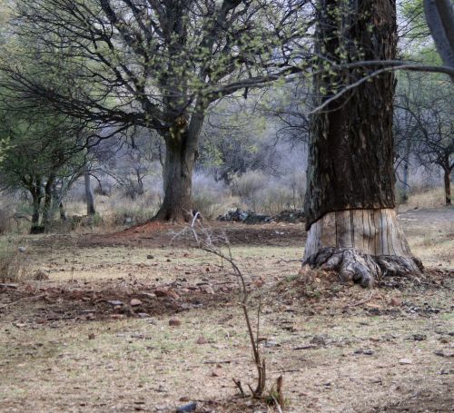 Trees With Brush In Background