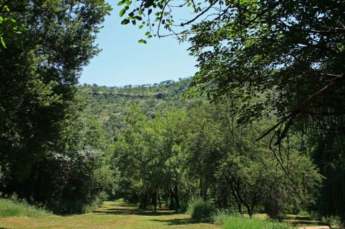 Trees With Mountain