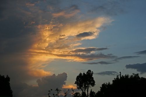 Trees With Sunset