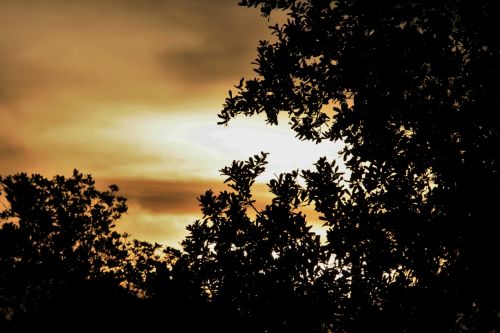 Trees With Sunset