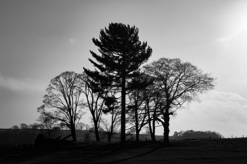 Trees Without Leaves