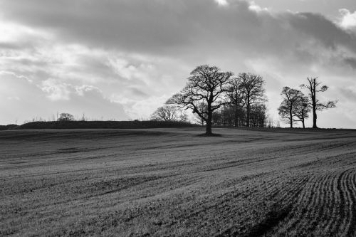 Trees Without Leaves