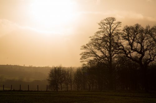 Trees Without Leaves