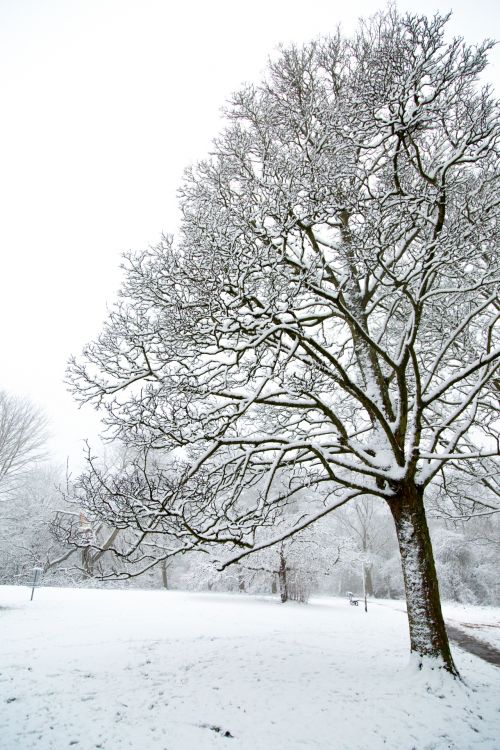 Trees Without Leaves