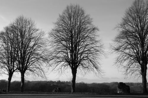 Trees Without Leaves