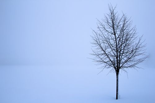 treet snø vinter