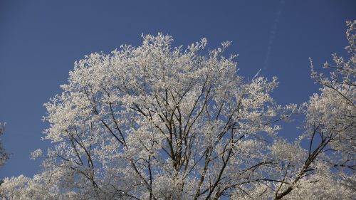 treetop sky blue