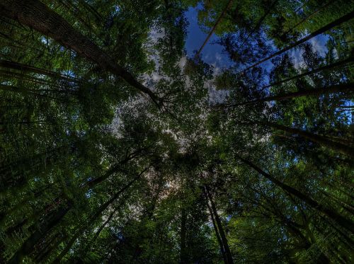 treetop magic forest forest