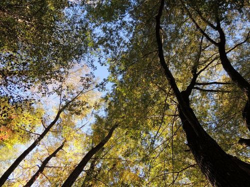 treetop canopy top