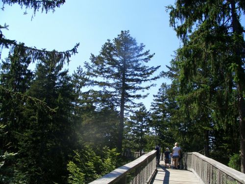 treetop path bavarian forest web