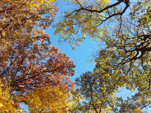 treetops autumn fall