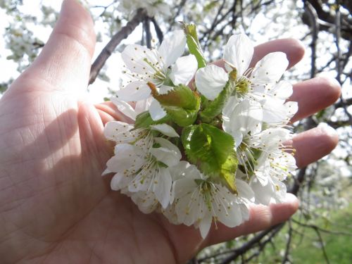 Cherry Blossom