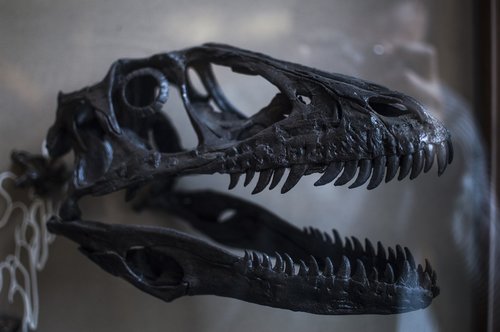 trex  dinosaur  fossil
