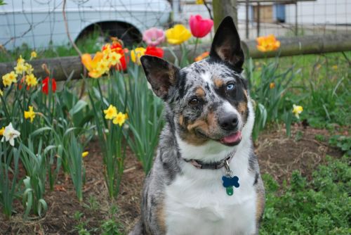 tri merle koolie dog cattle dog