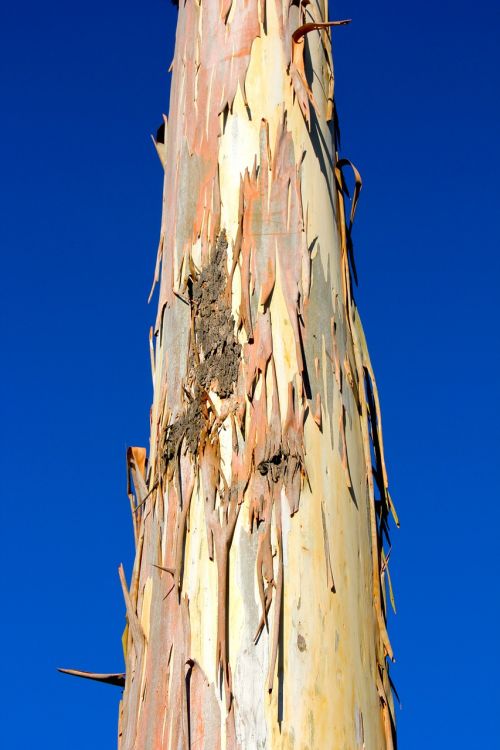 tribe tree log