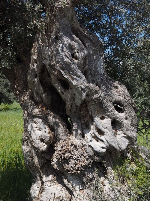 tribe gnarled old