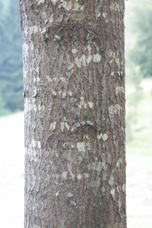 tribe log bark