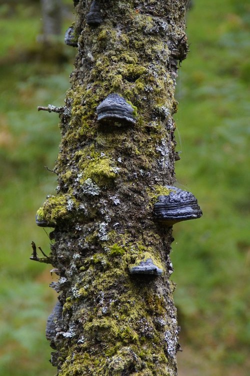 tribe  tree  log