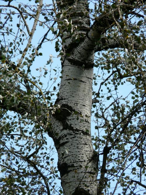 tribe bark populus alba