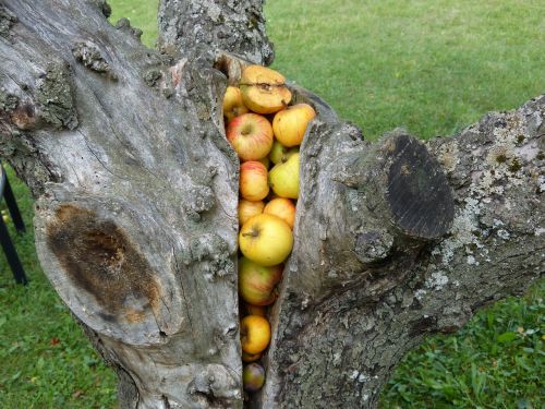 tribe tree apple