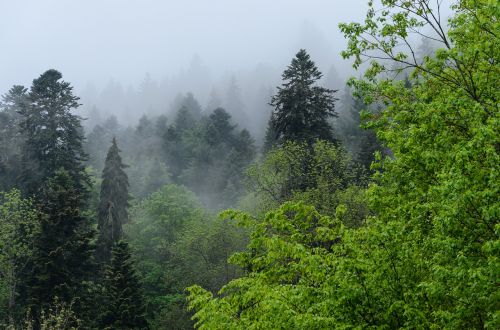 triberg black forest fog
