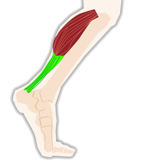 triceps  calf  tendon