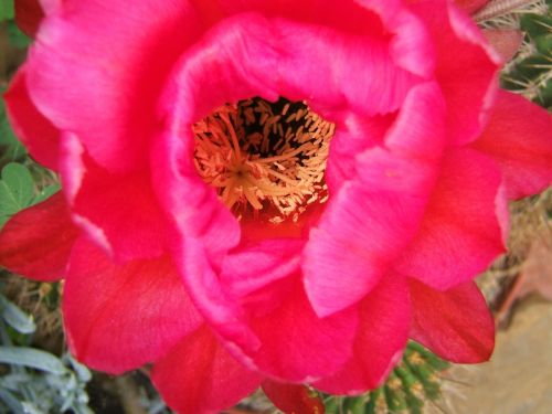 trichocereus cactus flower