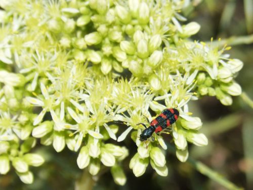 trichodes apiarius colóptero beetle
