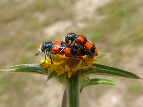 trichodes apiarius  coleoptera  beetle