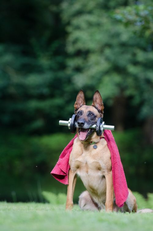 trick dog trick malinois