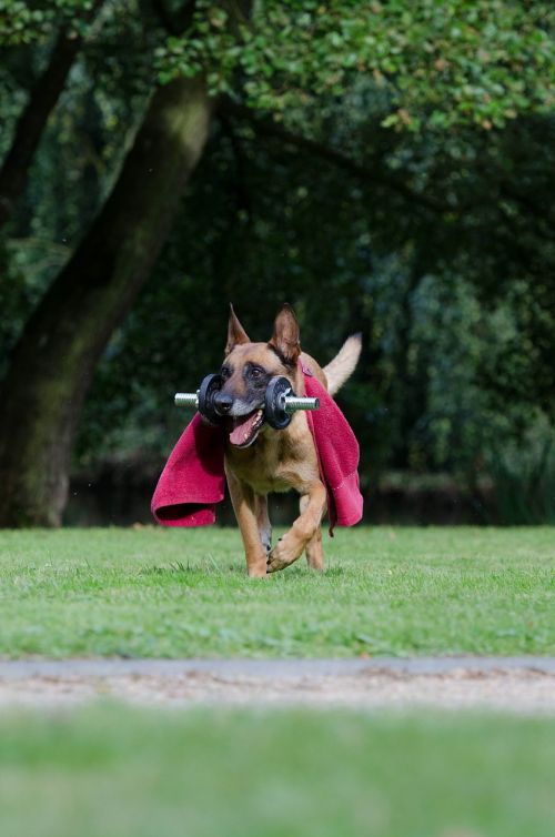 trick dog trick malinois