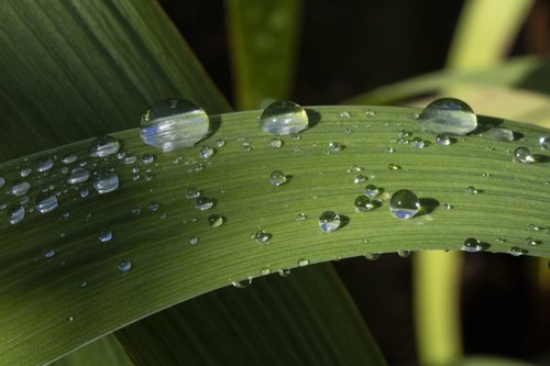 trickle  dew  nature