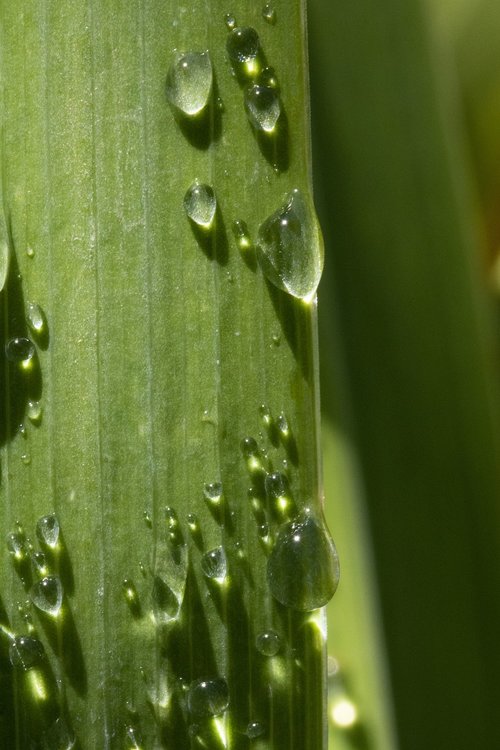trickle  dew  nature