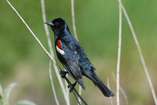 tricolor agelaius blackbird