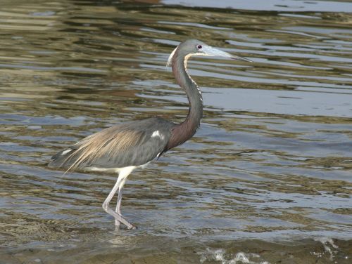 tricolored heron wildlife bird