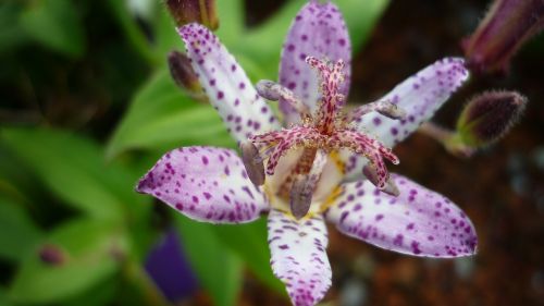 tricyrtis hirta flower orchid-similar