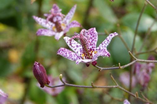 tricyrtis hirta lily flower