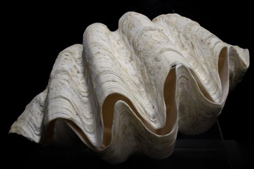 tridacna gigas shell giant clam