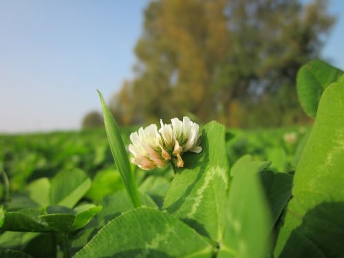 trifolium repens white clover dutch clover