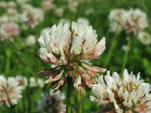 trifolium repens white clover dutch clover
