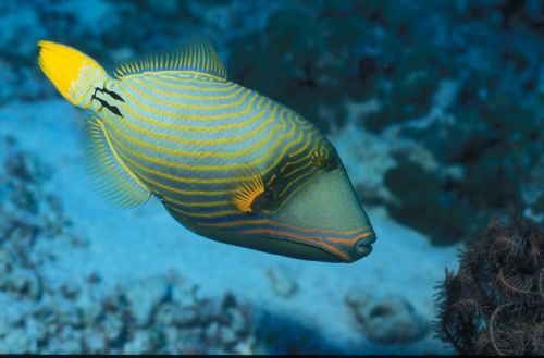 triggerfish maldives island