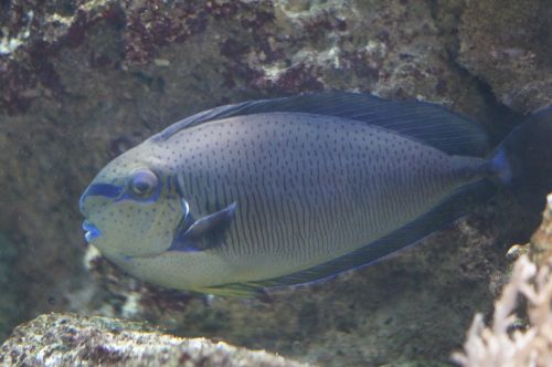 triggerfish fish aquarium