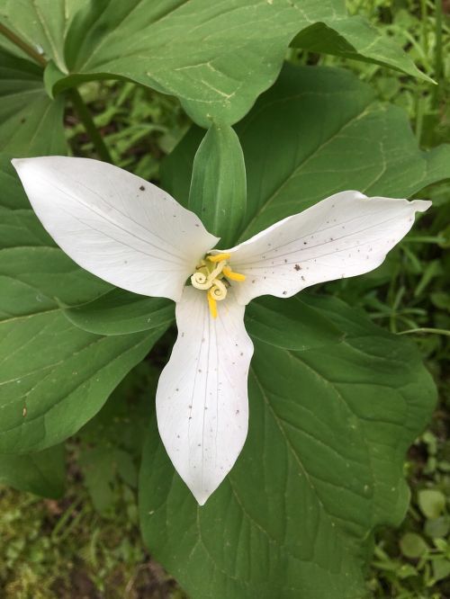 trillium white white flower