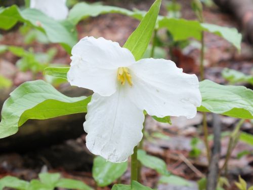 trillium wildflower ontario