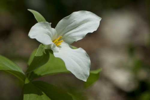 trillium white flower spring flower